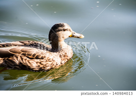 A beautiful brown duck gracefully glides across the water's surface on Eel Pie Island, a suburb of London. A beautiful brown duck gracefully glides across the water's surface on Eel Pie Island, a suburb of London. 140984013