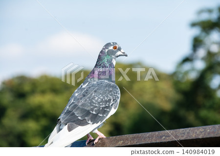 A pigeon rests perched on a bridge railing on Eel Pie Island, a suburb of London. A pigeon rests perched on a bridge railing on Eel Pie Island, a suburb of London. 140984019