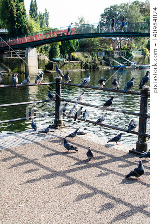 Pigeons resting on a bridge railing, their shadows cast by the public, on Eel Pie Island, a suburb of London. Pigeons resting on a bridge railing, their shadows cast by the public, on Eel Pie Island, a suburb of London. 140984024
