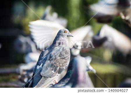 Pigeons resting on a bridge railing on Eel Pie Island, a suburb of London. Pigeons resting on a bridge railing on Eel Pie Island, a suburb of London. 140984027
