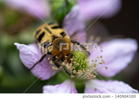 Hairy Flower Beetle (Trichius fasciatus) on Wildflower in Natural Habitat Hairy Flower Beetle (Trichius fasciatus) on Wildflower in Natural Habitat 140984100
