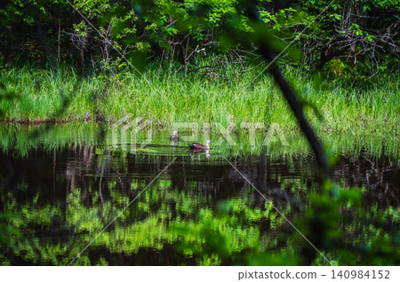 Ducks swimming in a lush green marsh [Nagano Prefecture] 140984152