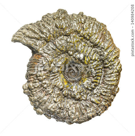 ammonite pyrite fossil isolated on white ammonite pyrite fossil isolated on white 140984208