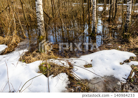 birch grove flooded with water from melting snow birch grove flooded with water from melting snow 140984233