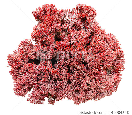 natural red pipe organ coral bush isolated natural red pipe organ coral bush isolated 140984258