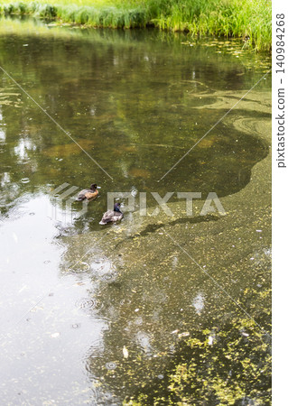 ducks swimming in overgrown green pond in summer ducks swimming in overgrown green pond in summer 140984268