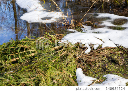 bunch of cut spruce branches on swamp in spring 140984324