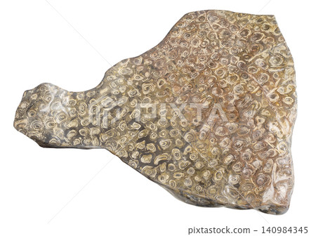 polished fossilized coral stromatolite rock 140984345