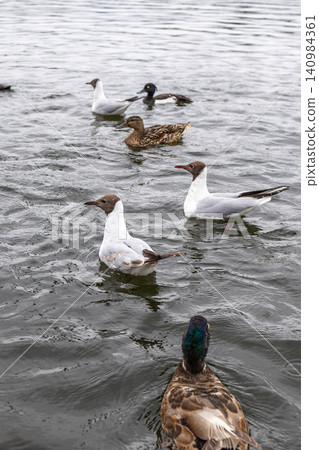 several gulls and ducks is swimming in pond several gulls and ducks is swimming in pond 140984361