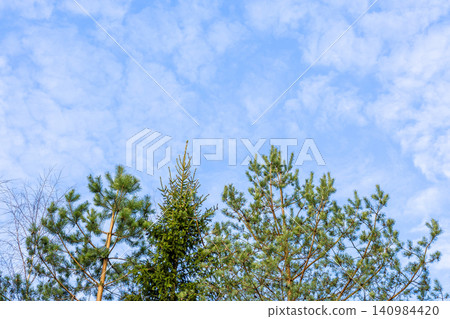 tops of coniferous trees and blue sky with clouds tops of coniferous trees and blue sky with clouds 140984420