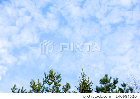 clouds in blue sky over tops of coniferous trees clouds in blue sky over tops of coniferous trees 140984520