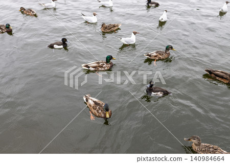 flock of waterfowl birds is swimming in pond flock of waterfowl birds is swimming in pond 140984664