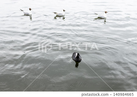 tufted duck and gulls is swimming in pond tufted duck and gulls is swimming in pond 140984665