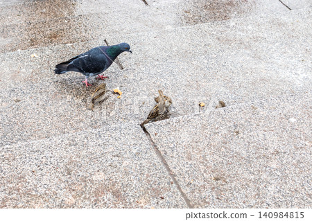 pigeon and sparrows share bread crumbs in rain pigeon and sparrows share bread crumbs in rain 140984815