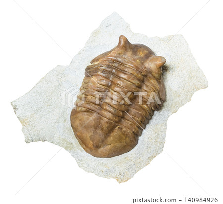 trilobite fossil in limestone rock isolated trilobite fossil in limestone rock isolated 140984926