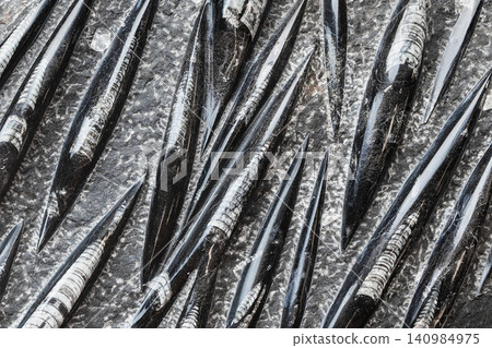 surface of polished Orthoceras belemnite rock surface of polished Orthoceras belemnite rock 140984975