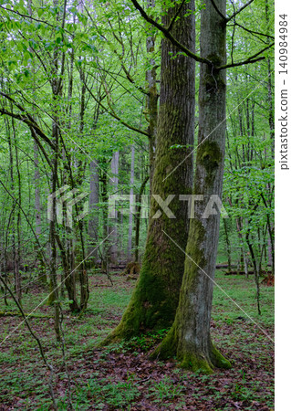 Bialowieza forest ancient trees growing in wild nature Bialowieza forest ancient trees growing in wild nature 140984984