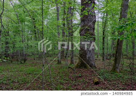Ancient oak tree standing in primeval forest Ancient oak tree standing in primeval forest 140984985