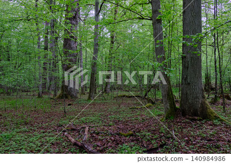 Ancient primeval forest growing in bialowieza poland Ancient primeval forest growing in bialowieza poland 140984986