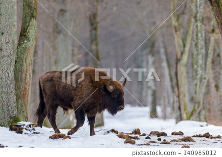 European bison walking in Bialowieza Forest snow European bison walking in Bialowieza Forest snow 140985012