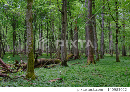 Bialowieza forest primeval woodland during spring season Bialowieza forest primeval woodland during spring season 140985022