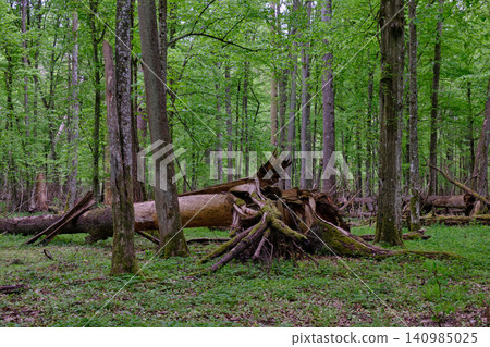 Bialowieza forest showing old growth primeval nature Bialowieza forest showing old growth primeval nature 140985025