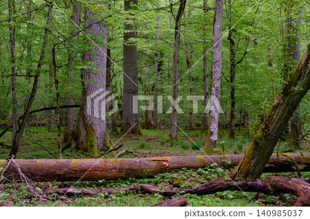 Bialowieza forest old growth primeval woods in spring 140985037