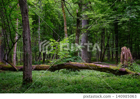 Bialowieza forest primeval woodland environment showing fallen trees 140985063
