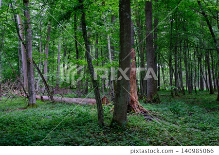 Bialowieza forest primeval wilderness ancient trees Bialowieza forest primeval wilderness ancient trees 140985066