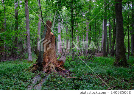 Bialowieza forest primeval wilderness natural landscape Bialowieza forest primeval wilderness natural landscape 140985068