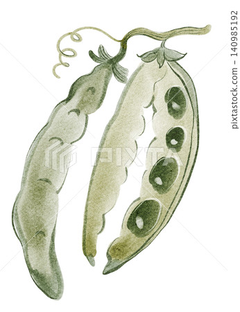 Pea pods watercolor hand painted illustration clipart isolated Pea pods watercolor hand painted illustration clipart isolated 140985192
