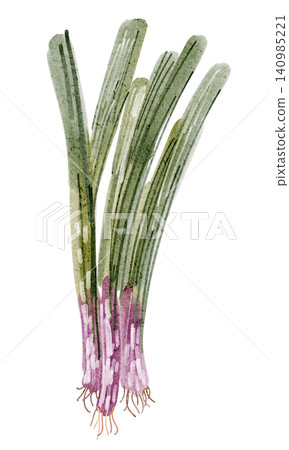 Green onion watercolor illustration isolated vegetable clipart hand painted Green onion watercolor illustration isolated vegetable clipart hand painted 140985221