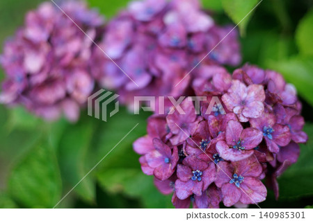 Hydrangea wet in the rain Hydrangea wet in the rain 140985301