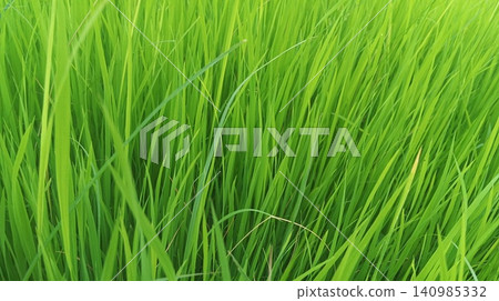 Single Dried Stem Among Lush Green Rice Field Blades Single Dried Stem Among Lush Green Rice Field Blades 140985332