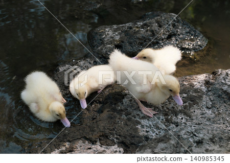 Group of cute baby ducks playing on the rocks near a river dam. Group of cute baby ducks playing on the rocks near a river dam. 140985345