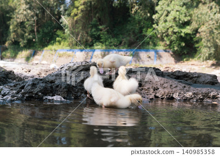 Group of cute baby ducks playing on the rocks near a river dam. Group of cute baby ducks playing on the rocks near a river dam. 140985358