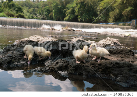 Group of cute baby ducks playing on the rocks near a river dam. Group of cute baby ducks playing on the rocks near a river dam. 140985365