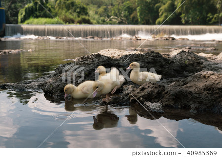 Group of cute baby ducks playing on the rocks near a river dam. Group of cute baby ducks playing on the rocks near a river dam. 140985369