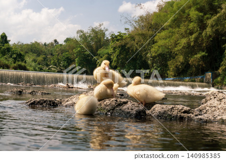 Group of cute baby ducks playing on the rocks near a river dam. Group of cute baby ducks playing on the rocks near a river dam. 140985385