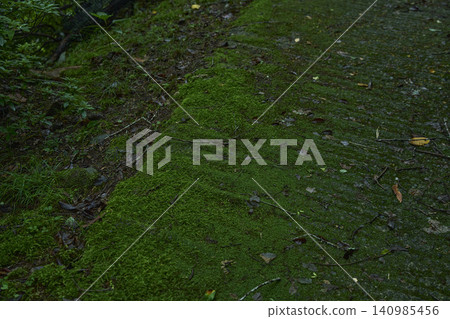 日本的「侘寂」美學經過時間的錘煉，以及苔蘚花園空靈的質感，為古老的寺廟庭院注入了生機。 140985456