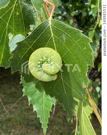 Green spiral gall growing on birch leaf in natural woodland during summer. Botany, ecology, biodiversity, plant pathology, environmental education, scientific research, nature conservation Green spiral gall growing on birch leaf in natural woodland during summer. Botany, ecology, biodiversity, plant pathology, environmental education, scientific research, nature conservation 140985531