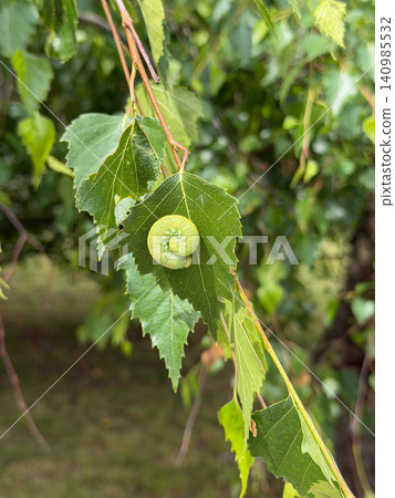 Birch branch with green spiral gall attached to fresh leaf against blurred. Ecology, biodiversity, botany, environmental education, scientific documentation, nature conservation, biological research Birch branch with green spiral gall attached to fresh leaf against blurred. Ecology, biodiversity, botany, environmental education, scientific documentation, nature conservation, biological research 140985532