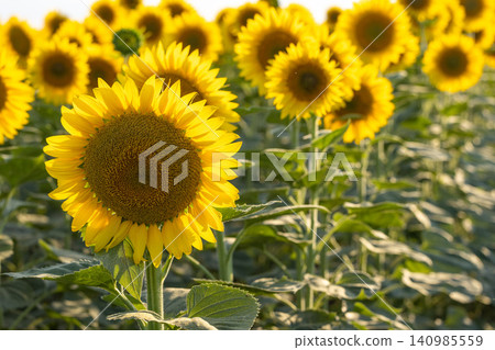 Sunflowers turning towards sun in an agricultural field 140985559