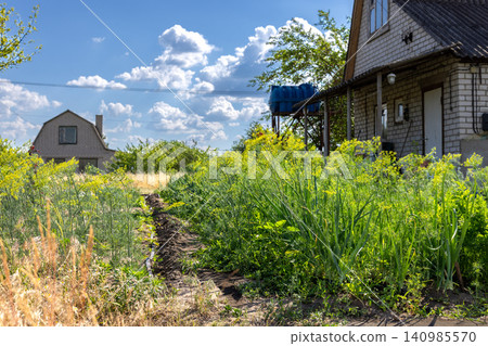 Dacha garden growing fresh vegetables and dill under blue sky Dacha garden growing fresh vegetables and dill under blue sky 140985570