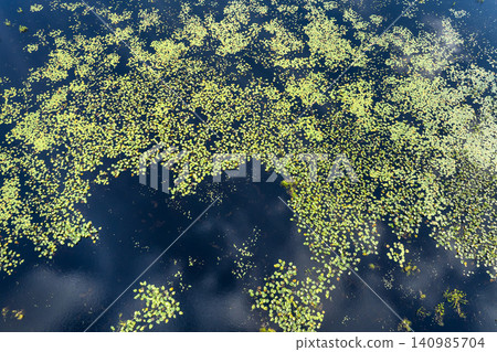 Tropical forest lake vegetation in southern swamp. Sunny landscape of Florida wetland flora Tropical forest lake vegetation in southern swamp. Sunny landscape of Florida wetland flora 140985704