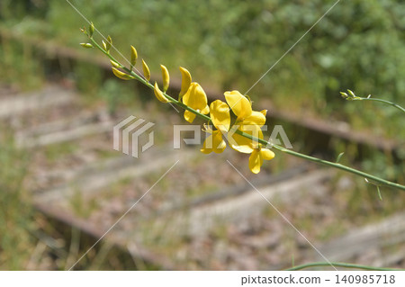 Petite Ceinture in the 15th arrondissement of Paris: Flowers blooming beside the abandoned railway tracks (June 13, 2026) Petite Ceinture in the 15th arrondissement of Paris: Flowers blooming beside the abandoned railway tracks (June 13, 2026) 140985718