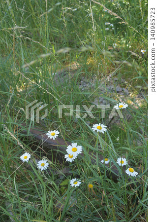 Petite Ceinture in the 15th arrondissement of Paris: Flowers blooming beside the abandoned railway tracks (June 13, 2026) Petite Ceinture in the 15th arrondissement of Paris: Flowers blooming beside the abandoned railway tracks (June 13, 2026) 140985723