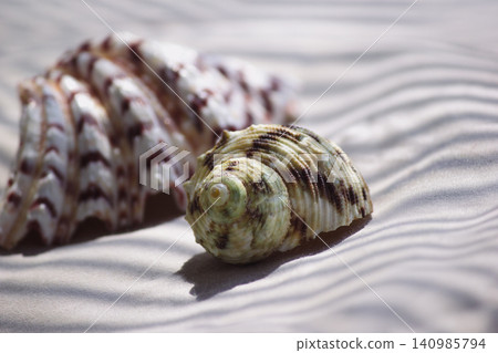 Sea seashells on neutral background with tropical palm leaf shadow Sea seashells on neutral background with tropical palm leaf shadow 140985794