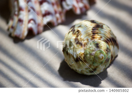 Two sea shells on sand under palm tree shadow near water Two sea shells on sand under palm tree shadow near water 140985802