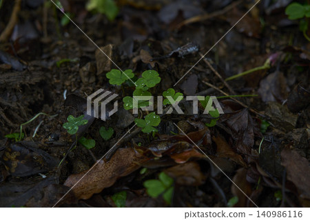 The breath of tiny life rooted in the earth, the mindfulness of forest bathing that brings the five senses to a neutral state. The breath of tiny life rooted in the earth, the mindfulness of forest bathing that brings the five senses to a neutral state. 140986116